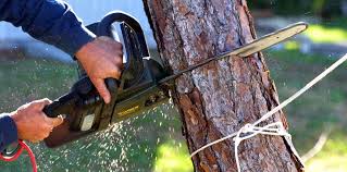 Best Tree Trimming and Pruning  in Oliver, PA