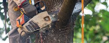 Pest Control for Lawns in Oliver, PA