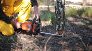 How Our Tree Care Process Works  in  Oliver, PA