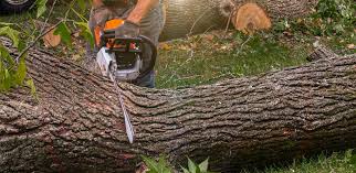 Best Tree Maintenance Programs  in Oliver, PA