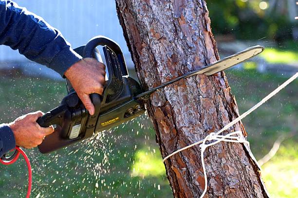 Best Tree and Shrub Care  in Oliver, PA