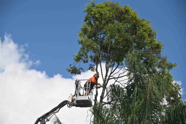 Best Grass Overseeding  in Oliver, PA