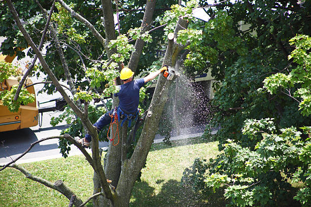 Best Root Management and Removal  in Oliver, PA