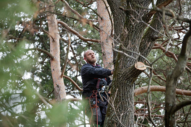  Oliver, PA Tree Care Pros