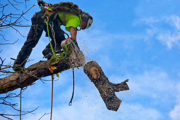Best Lawn Pest Prevention  in Oliver, PA